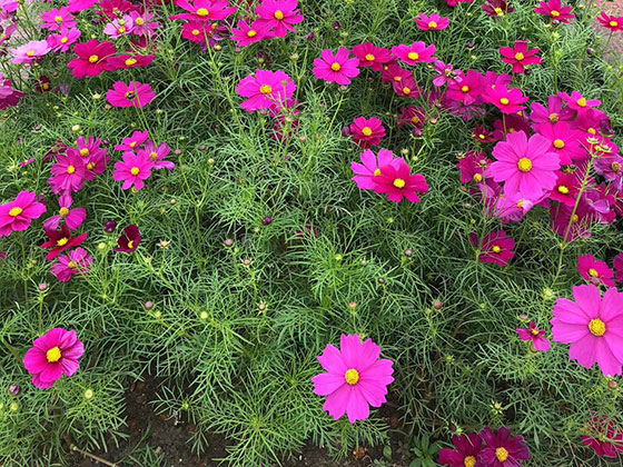 海口庭院鲜花-批发绿植